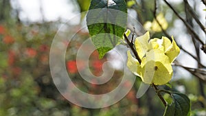 Yellow colour Chinese hatplant flower. Botanical name is Holmskioldia sanguinea