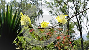 Yellow colour Chinese hatplant flower. Botanical name is Holmskioldia sanguinea