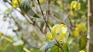 Yellow colour Chinese hatplant flower. Botanical name is Holmskioldia sanguinea