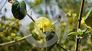 Yellow colour Chinese hatplant flower. Botanical name is Holmskioldia sanguinea