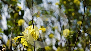 Yellow colour Chinese hatplant flower. Botanical name is Holmskioldia sanguinea