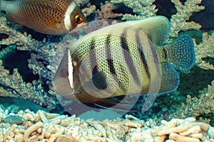 Yellow colour fish with dark golden stipes on the body in S.E.A Aquarium
