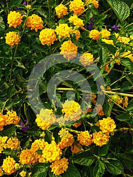 Yellow colour flower lanthana black green leaf Rain drops on top of the flower.