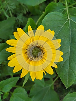 Yellow colour flower named helianthus mollis