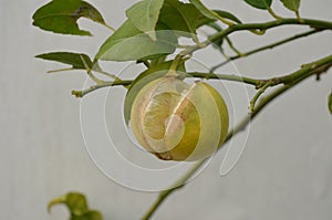 Yellow coloured lemon on the lemon tree split due to over watering or deficiency of nutrients