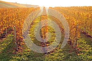 Yellow coloured vineyard lit by warm morning light