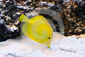 Yellow colourful aquarian fish