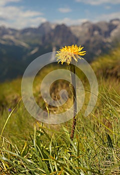 Yellow coltsfood with mountains on the background photo