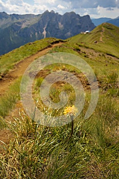 Yellow coltsfood with mountains on the background photo