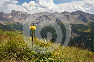 Yellow coltsfood with mountains on the background photo