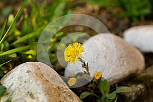 Yellow coltsfoot flower in the grass during spring flowering.