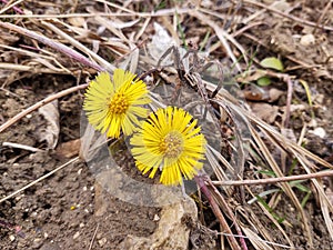 Yellow coltsfoot flower in the grass during spring flowering.