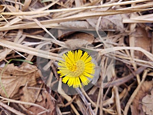 Žltý kvet podbeľu v tráve počas jarného kvitnutia.