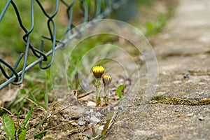 Yellow coltsfoot flower in the grass during spring flowering.