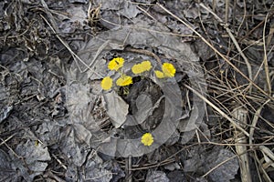 Yellow coltsfoot flowers grow through the fallen dry leaves