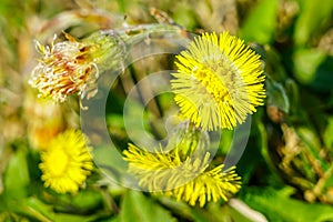 Yellow coltsfoot flowers Tussilago farfara in early spring