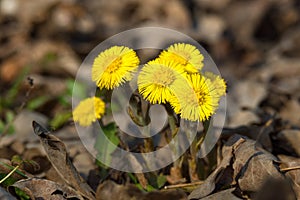 Yellow coltsfoot flowers Tussilago farfara, spring nature background