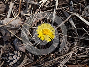 Yellow coltsfoot (Tussilago farfara) growing early in spring among dry grass in bright sunlight