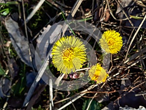 Yellow coltsfoot (Tussilago farfara) growing early in spring among dry grass in bright sunlight