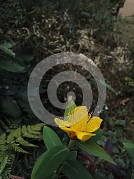 Yellow colur flower