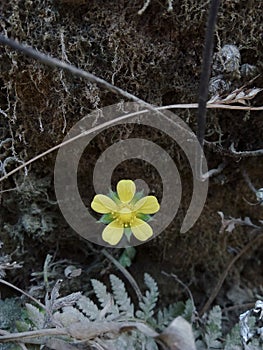 Yellow colur flower