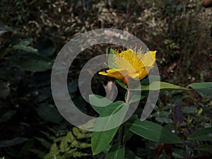 Yellow colur flower