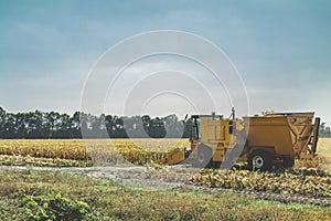 Yellow combine harvester harvests ripe corn. Agriculture aerial view