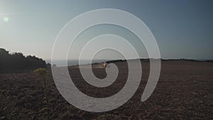 Yellow combine harvester New Holland harvests ripe wheat field. Agriculture in France. Harvesting is the process of