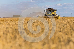 Yellow combine harvester on a wheat field with blue sky