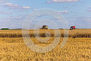 Yellow combine harvester on a wheat field with blue sky