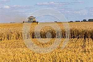 Yellow combine harvester on a wheat field with blue sky