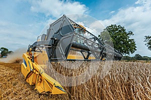 A yellow combine harvests wheat on a field