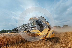 A yellow combine harvests wheat on a field