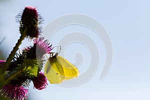 yellow common brimstone butterfly (Gonepteryx rhamni) in backlight