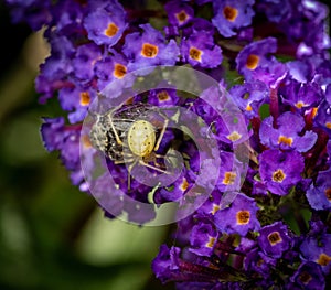 Yellow common candy-striped spider catching a fly