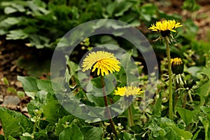 A yellow common dandelion in the middle of park