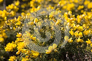 Yellow common gorse flowers