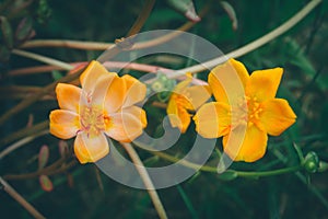 Ã Â¹ÂYellow Common Purslane flower bloomimg summer ,spring