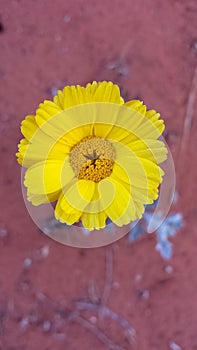 Yellow Composite Flower Showing Petals Against Red Sandy Soil