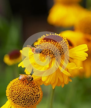 Yellow Cone Flowers with Bees