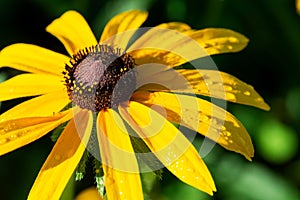 Yellow Coneflower flowering perennial plant from Asteraceae family. Echinacea paradoxa a North American species in the sunflower