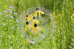 Yellow Coneflower   846654