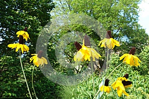 Yellow Coneflowers photo