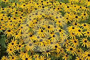 Yellow coneflowers