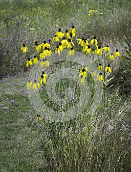 Yellow Coneflowers (Ratibida pinnata)