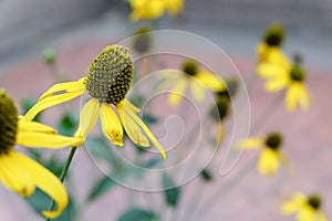 Yellow Conflower