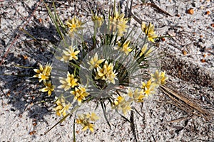 Yellow conostylis flower Conostylis aculeata endemic to Western Australia growing on white sand in the Lesueur National Park