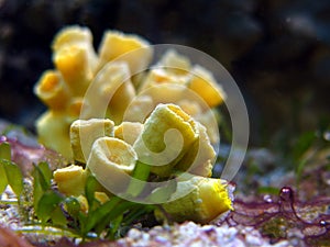 Yellow coral