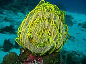 Yellow Coral
