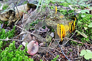 Yellow coral fungus growing in the forest photo